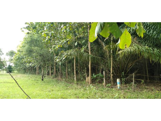 ขายที่ดินบ้านสวน 2 ไร่ 2 งาน โฉนด 750000 มีเพื่อนบ้าน ติดถถคอนกรีต ไฟฟ้าผ่าน