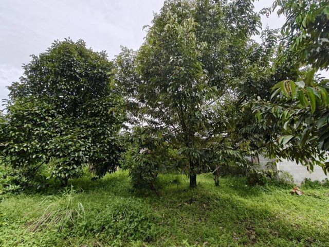 เสนอขายที่ดินสวนทุเรียนแซมมังคุดบางส่วน ให้ผลผลิตแล้ว ติดถนนคอนกรีต&ติดคลอง เนื้อที่เกือบ 9 ไร่ เกือบ ตำบลวังแซ้ม อำเภอม