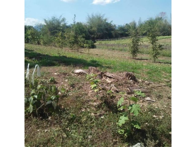 L671 ขายที่ดินใกล้แม่น้ำแควน้อย 6 ไร่ ทองผาภูมิ กาญจนบุรี