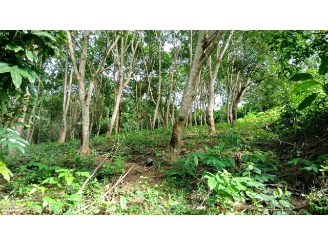 สวนยางเชียงคานภบทยาง4 ปี 600 ต้น ยาง 2 ปี500 ต้น 20 ไร่ 1700000