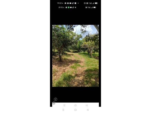 สวนมะม่วง โฉนด 20 ไร่ เจ้าของดูแลดี ให้ผลลิตดีทุกปี 2500000