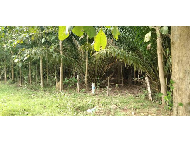 ที่ดินบ้านสวน โฉนด ใกล้ทางหลวงเลยเชียงคาน ติดถนนคอนกรีต ไฟฟ้าผ่านเหมาะกับบ้านสวนมาก