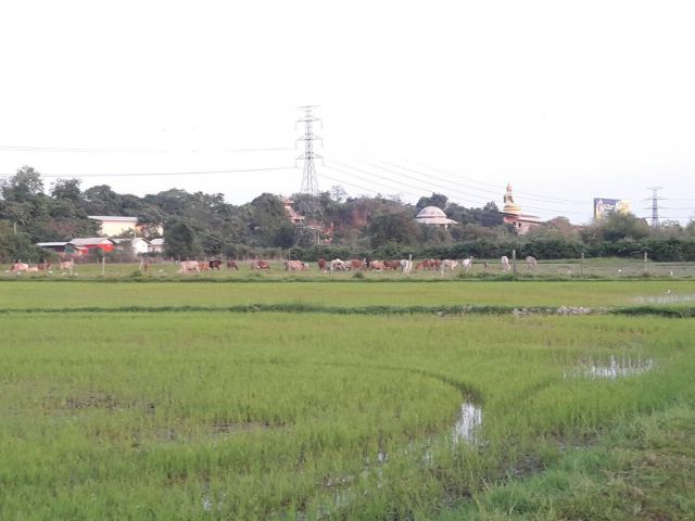 L681 ขายที่ดิน 7 ไร่ ปากท่อ ราชบุรี