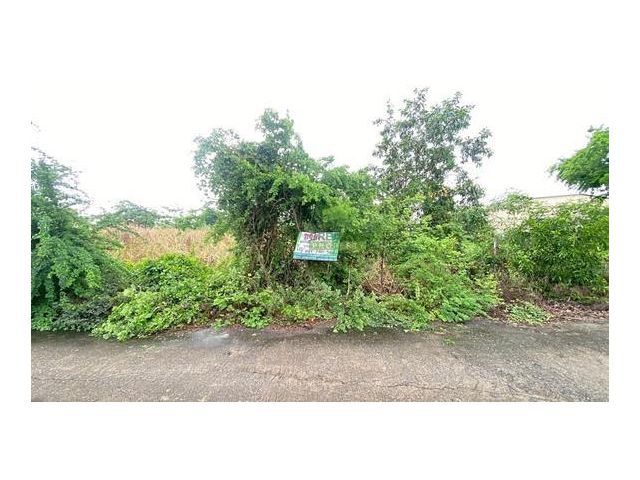 ขายที่ดินไทรน้อย บางบัวทอง นนทบุรี เนื้อที่ 100 ตารางวา ทำเลดี ใกล้ถนนบางบัวทอง-สุพรรณบุรี ราคาดี