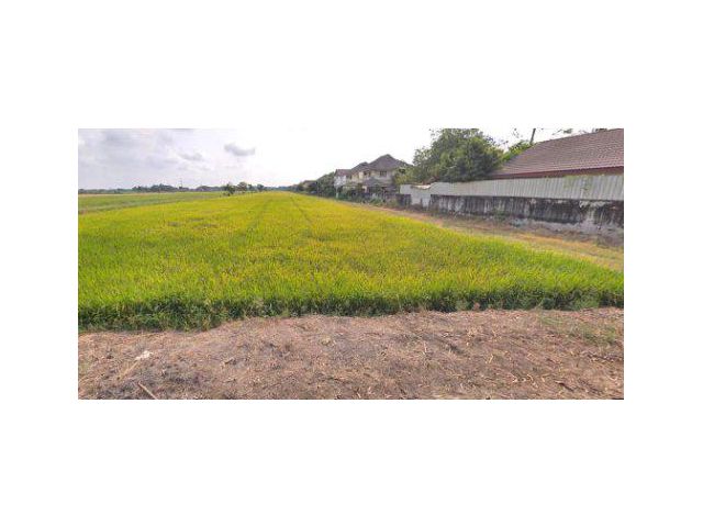 ขายที่ดิน 4 ไร่ คลองห้า ใกล้สนามกอล์ฟอัลไพน์ อ.คลองหลวง จ.ปทุมธานี