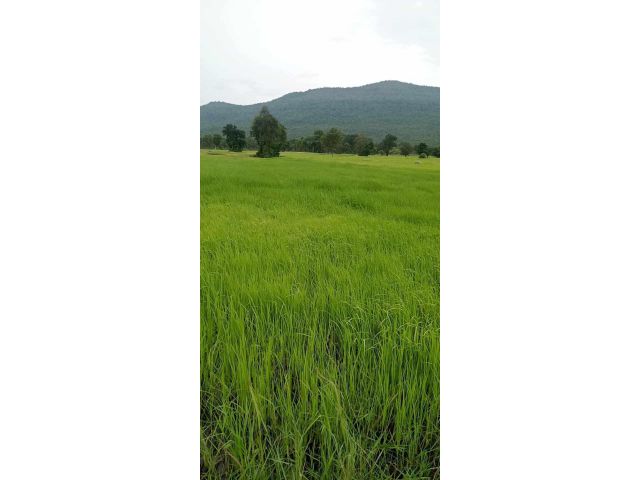 ที่ดินสวยเหมาะทำการเกษตรหรือรีสอทร์อากาศดี