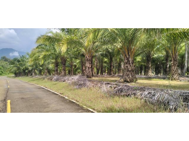 ขายสวนปาล์มโฉนด 5 ไร่ อ.เชียงคาน จ.เลย