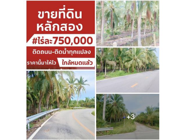 ขายที่ดินสวนมะพร้าวราคาเพียงไร่ละ7.5 แสนบาทราคาสุดพิเศษ เหลือ3แปลงสุดท้าย
