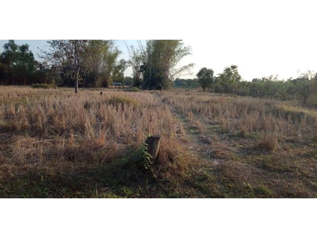 L700 ขายที่ดินสวยทำเลดี 2 ไร่ เมืองอุดรธานี