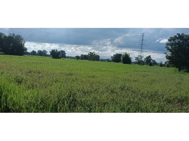 ขายที่ดินบ้านมาบเชือก ตำบลธงชัยเหนือ อำเภอปักธงชัย นครราชสีมา 10 ไร่