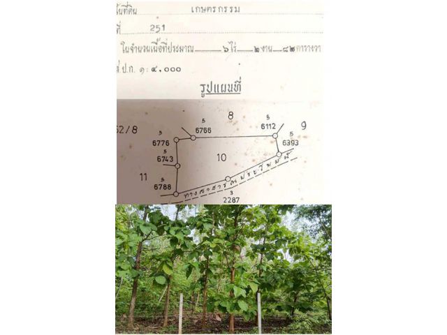 ขายที่ดิน สปก. ขนาด 6 ไร่ 2 งาน 82 ตารางวา  ยกแปลง ราคา 450,000 บาท