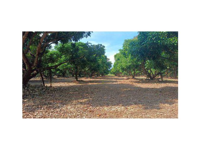 ขายสวนลำไย 20 ไร่ ต.แม่ปั๋ง อ.พร้าว จ.เชียงใหม่