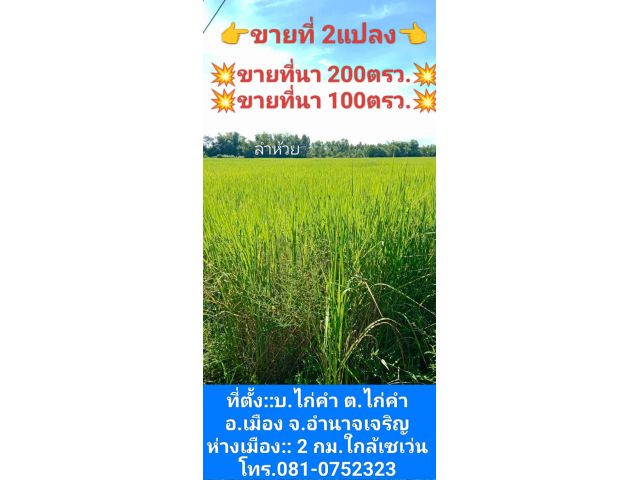 ที่ดอนแปลงเล็กใกล้เมืองอำนาจเจริญ
