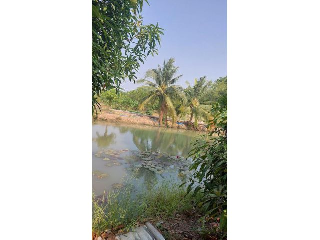 ให้เช่าที่ดิน 10-2-0 ไร่ ทำการเกษตร ค่าเช่าปีละ 18000 บาท  มีบ้านพัก ติดถนนคอนกรีต มี  น้ำประปา ไฟฟ้า