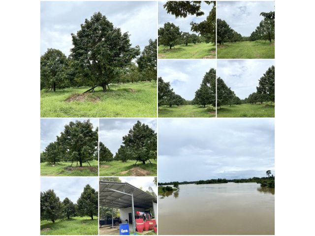 สวนทุเรียนสวย 19ไร่ 1งาน ใช้น้ำเขื่อน