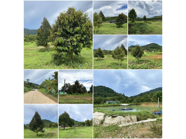 บ้านสวนทุเรียนโฉนด 27ไร่ 3งาน วิวเขารอบ️