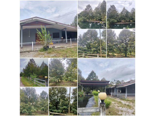 บ้านสวนทุเรียนโต 2ไร่ 2งาน️