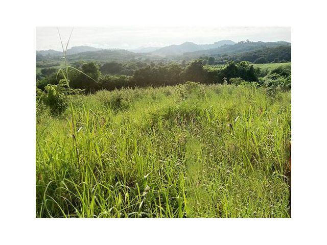ที่สวยวิวเขาอ.ท่าลี่ใกล้ทางหลวงกิโลกว่าเข้าสะดวก โฉนด ไร่ละ130000