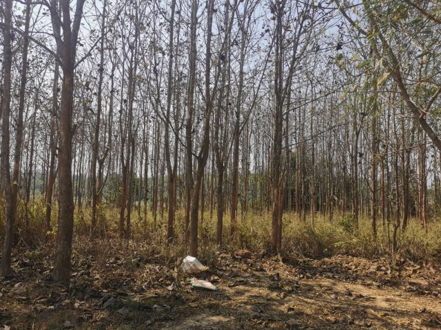 ที่ดินโฉนดพร้อมสวนสักไม่ไกลอ.ภูเรือ 2ไร่2งาน เหมาะกับบ้านสวน สวนผลไม้