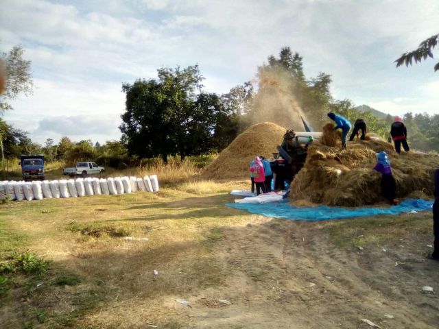 ที่ดินให้เช่าเชียงคานเหมาะกับการเกษตรมาก 7 ไร่ 1 งาน