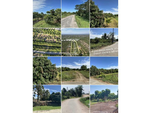 ขายสวนลำไยแปลงสวยวิวภูเขา 10-0-59 ไร่ หนองตอง อ.หางดง เชียงใหม่