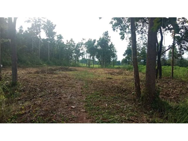 L726 ขายที่ดินติดถนน.2135  5 ไร่ ศรีเมืองใหม่ อุบลราชธานี