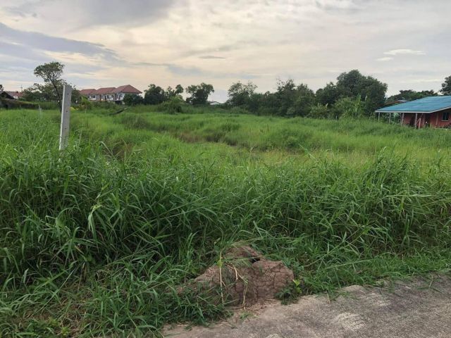 L729 ขายที่ดิน 200 ตรว พานทอง ชลบุรี