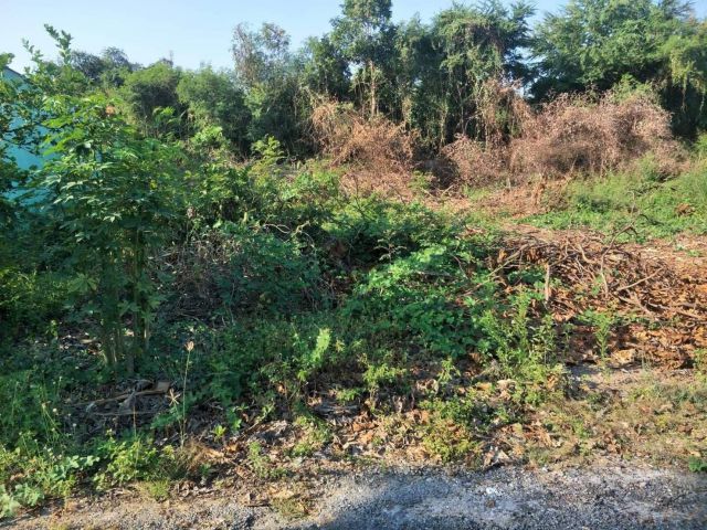 L732 ขายที่ดินสวยทำเลดี ถมแล้ว 72 ตรว ตัวเมืองกาญจนบุรี