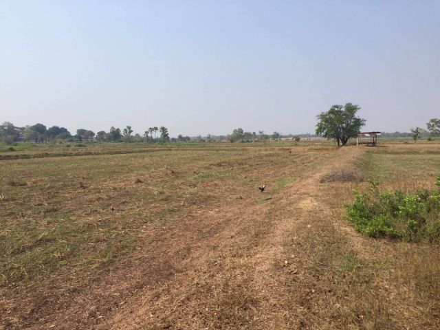 L734 ที่ดินแบ่งขาย 16 ไร่ บัวใหญ่ นครราชสีมา