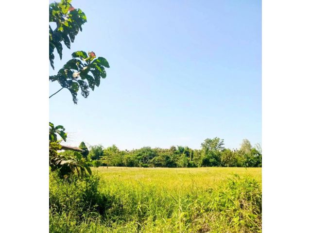 ที่ดิน เหมาะทำโคกหนองนา อ.ท่าปลา อุตรดิตถ์