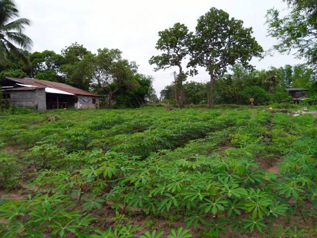 L741 ขายที่ดินใกล้โรงพยาบาลโขงเจียม 1 ไร่ อุบลราชธานี