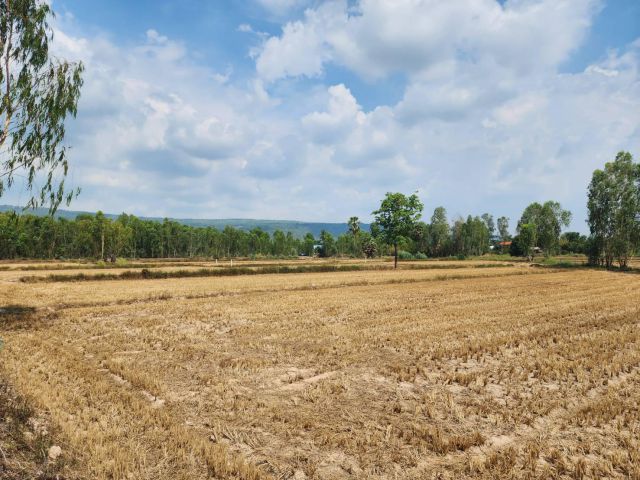 L742 ที่ดินแบ่งขาย ใกล้ตลาดวังทอง พิษณุโลก