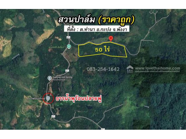 ขายด่วนสวนปาล์มจังหวัดพังงา 50 ไร่ ขายไร่ละ 150,000 บาท