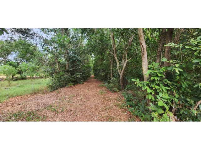 L755 ขายที่ดินใกล้อบต.บุฝ้าย 192 ตรว ประจันตคาม ปราจีนบุรี