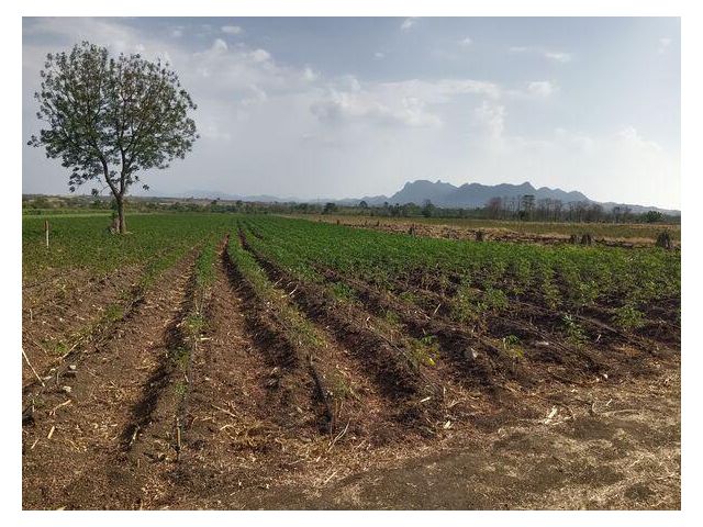 ขายที่ดินเกษตร 5 ไร่ 49 ตร.ว. ใกล้ชุมชน ติดทางรถไฟ อ.ชัยบาดาล จ.ล