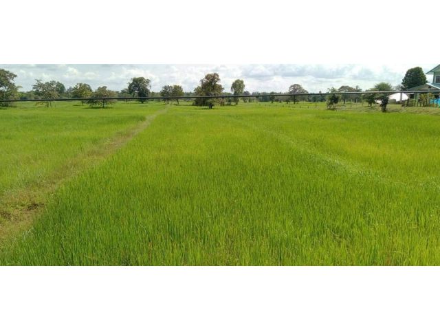 L772 ขายที่นาสวยทำเลดี 20 ไร่ ลำปลายมาศ บุรีรัมย์