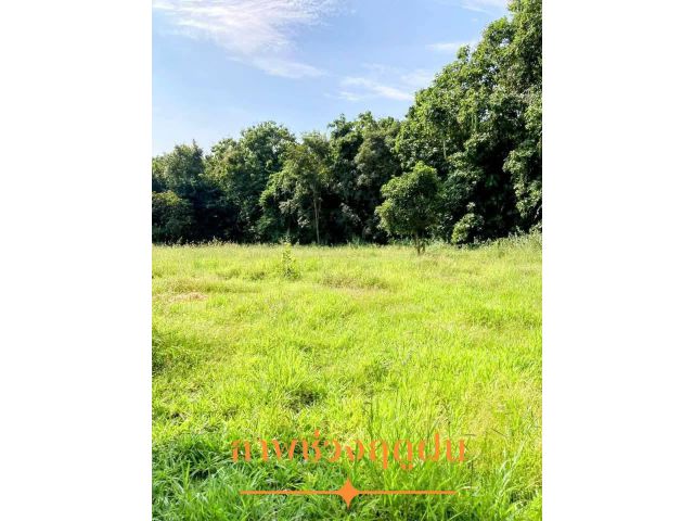 ที่ดินเหมาะอย๔่อาศัย บรรยากาศดี น่าน