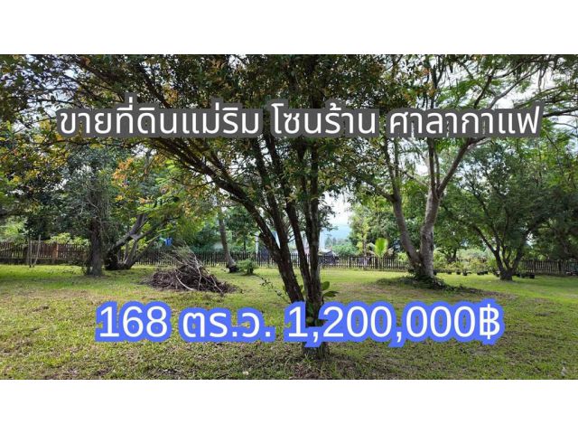 #ขายที่ดินแม่ริม​ โซนศาลากาแฟ ต.แม่แรม อ.แม่ริม เนื้อที่ 168ตร.ว. ราคา​ 1.2ล้าน