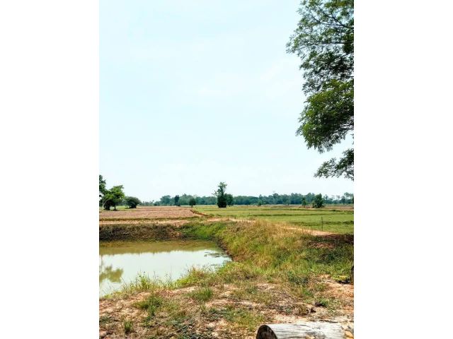 ที่นา มีเอกสารสิทธิ์ ติดทางสาธารณะ ไร่ละ 88,000 เท่านั้น อ.นางรอง บุรีรัมย์