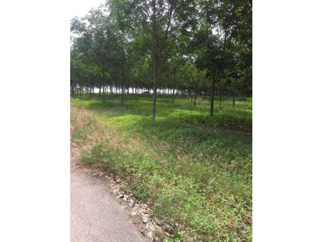 L776 ขายที่ดินใกล้ถนน.331  5 ไร่ เกาะจันทร์ ชลบุรี