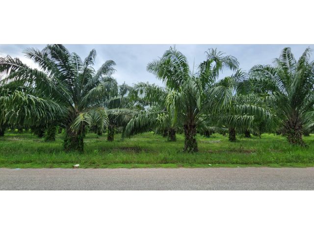 L779 ขายที่ดินสวนปาล์ม 10 ไร่ บ่อทอง ชลบุรี