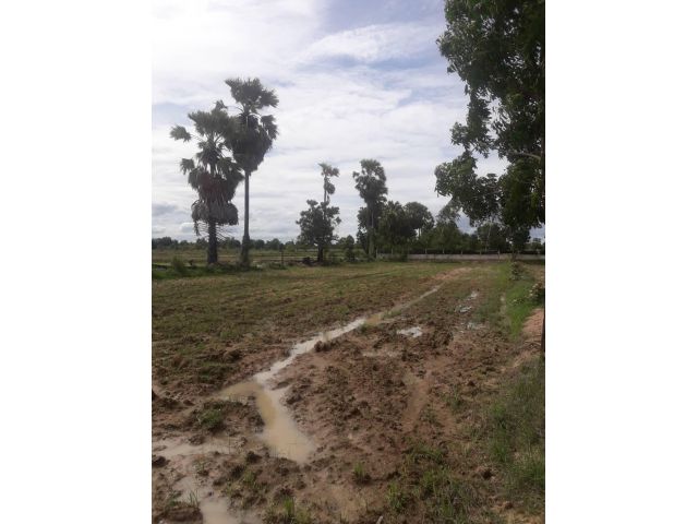 L784 ขายที่นา ใกล้โรงเรียนบ้านหนองไก่ต่อ 1 ไร่ เลาขวัญ กาญจนบุรี