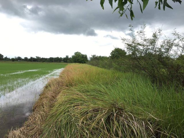 L785 ขายที่ดินติดแม่น้ำดอนยอ 6 ไร่ หน้ากว้าง 100 เมตร เมืองนครนายก