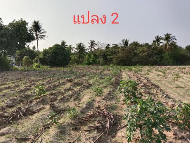 ขายที่ดิน เปล่า 3 แปลง หนองไผ่แก้ว บ้านบึง ชลบุรี เดินทางสะดวก