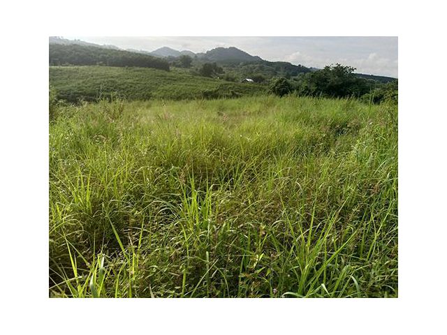 ที่ดินเลย ทำเลดี วิวเขา โฉนดติดลำห้วยบรรยากาศดีไร่ละ130000