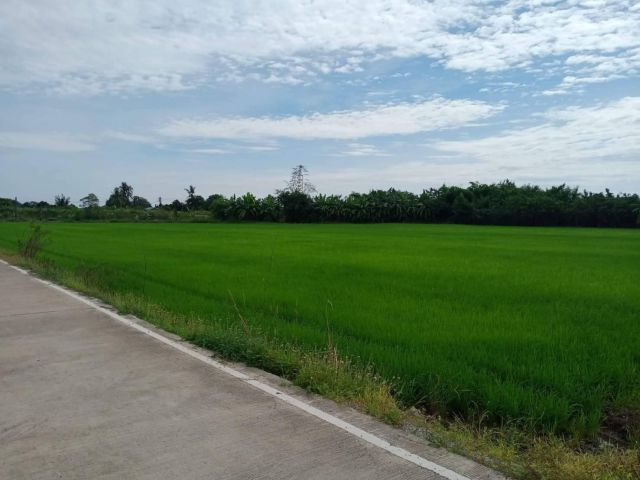 L790 ขายที่นา ใกล้แม็คโคร 4 ไร่ หน้ากว้าง 140 เมตร เมืองฉะเชิงเทรา