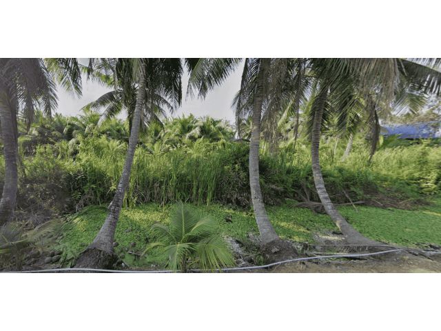 L795 ขายที่ดินสวนมะพร้าว 100 ตรว บ้านแพ้ว สมุทรสาคร