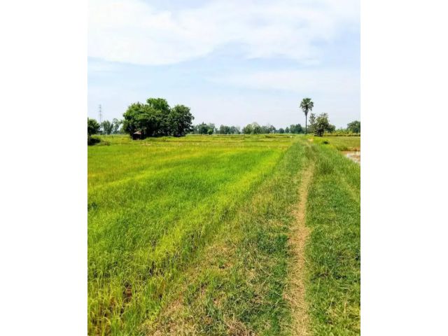 ที่นาราคาถูก ต.หนองตาด อ.เมืองบุรีรัมย์