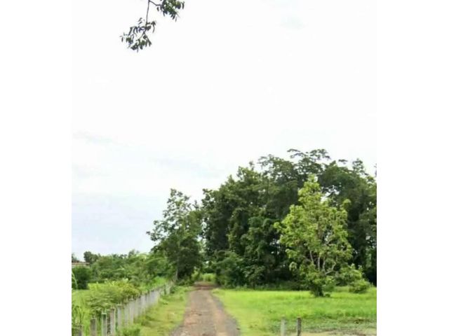 ที่นาใกล้ในเมือง ต.บ้านยาง อ.เมือง บุรีรัมย์