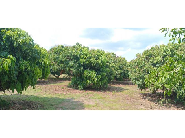 ขายที่ดิน 2 ไร่ใกล้ ม.แม่โจ้ใกล้เมือง ติดถนนทำเลดีมีอนาคตใกล้วงแหวนรอบ 4 น้ำไฟถึง น้ำไม่ท่วมเหมาะลงทุน